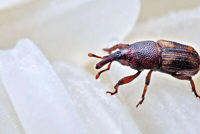 روش قطعی برای از بین بردن سوسک برنج در خانه