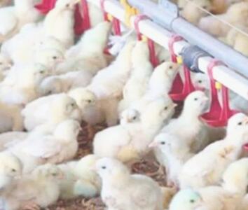  انجام بیش از ۶ میلیون جوجه‌ریزی در مرغداری‌های ایلام