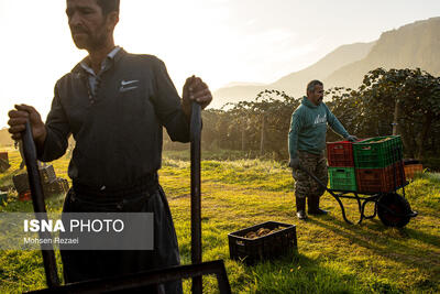 باغ‌های کیوی غرب مازندران؛ کار، معیشت و برداشت محصول