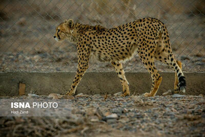 مشاهده ۲ یوز آسیایی در  پارک ملی توران+ ویدئو