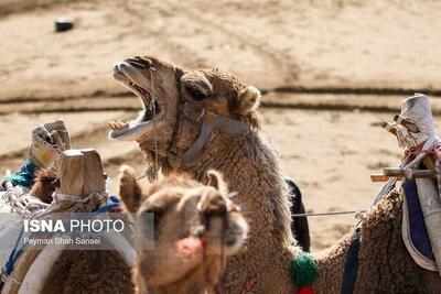  نخستین ردیاب هوشمند شتر در بندرعباس نصب شد