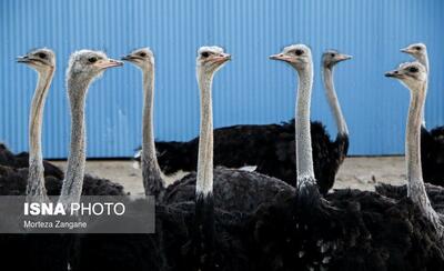  فعالیت ۶ واحد پرورش شترمرغ در بندرعباس