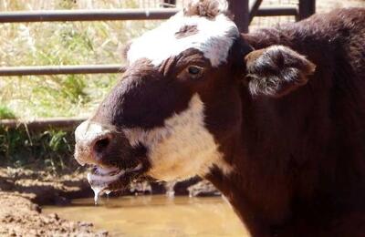 ورود تب برفکی با سناریوی مشکوک؛ آیا انتقال عمدی رخ داده است؟