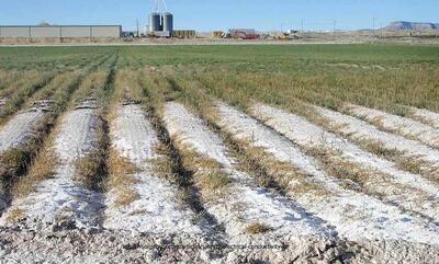  تلخی‌های شوری خاک