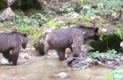 فیلم/ گردش زمستانی خرس‌ها در جنگل‌های رامسر