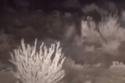 فیلم/ مشاهده ۲ یوزپلنگ آسیایی در منطقه توران شاهرود