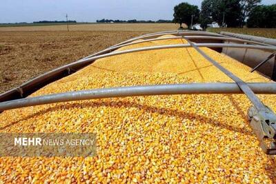 سبوس همچنان دونرخی است