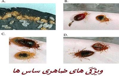 ساس تختخوابی و چند روش قطعی برای نابودی آن