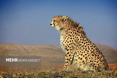 امید در زیست‌گاه یوزپلنگ‌ها؛ مشاهده دو یوز آسیایی در توران شاهرود