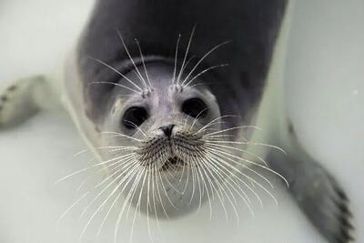  انتشار نخستین تصاویر زیرآبی از کوچک‌ترین فُک قطبی + عکس