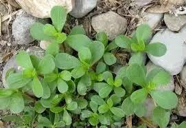  تحقیق درباره خواص و مضرات سبزی خرفه