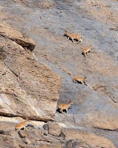 هلی‌شات، حافظ حیات‌وحش و ضد آن