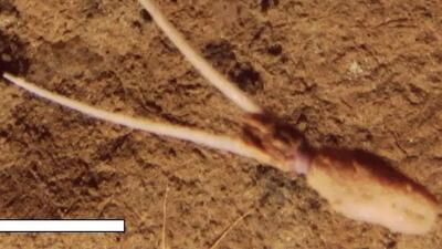 راز ماهی عجیبی که خود را به شکل گیاه درمی آورد