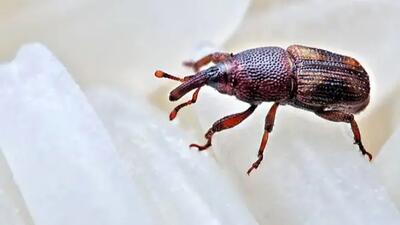  بهترین روش تضمینی برای خلاص شدن از سوسک برنج در منزل