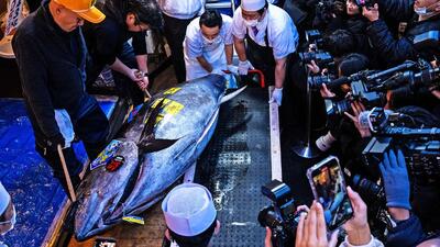 رکورد فروش ماهی تون آبی در نخستین حراج سال نو توکیو/ 3.2 میلیون دلار
