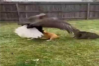  راز بقا؛ گربه رفاقتو در حق سگ تموم میکنه از چنگ عقاب نجاتش میده