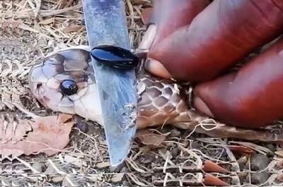  آن روی طبیعت وحشی؛ مار فلک زده رو شکنجه میکنن تا مهره مار استخراج کنن