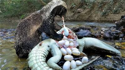  مستند حیات وحش؛ گورکن اول تخم تمساح رو میخوره بعد خودشو