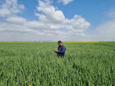  گلستانی‌ها ۴۱۳ هزار هکتار گندم کشت کردند