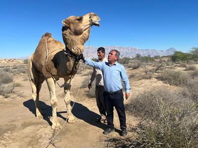  اجرای پایلوت نصب نخستین ردیاب هوشمند شتر در یکی از روستاهای بندرعباس