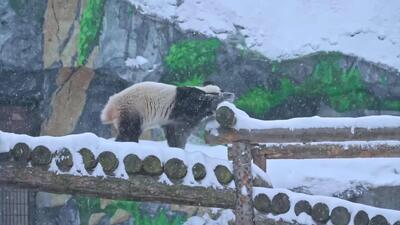  پاندا کاتیوشا برای هدیه سال نو یک سورتمه بامبو دریافت کرد