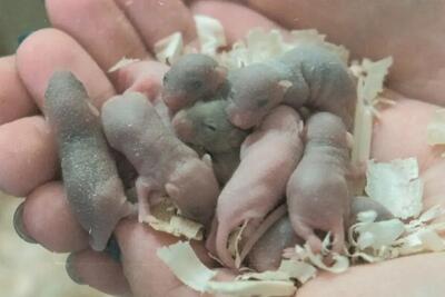 موش فضانورد پس از بازگشت زایمان کرد