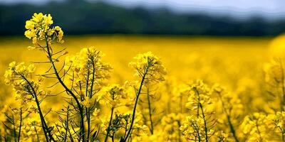  ۱۵۲۵ هکتار از اراضی کشاورزی قم زیر کشت کلزاست