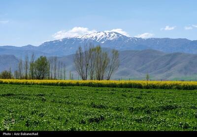 توسعه کشت دانه‌های روغنی در گلستان/35 هزارهکتار کلزا کشت شد - تسنیم