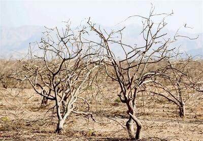هشدار فرماندار خاتم نسبت به بحران آب و آینده کشاورزی شهرستان - تسنیم