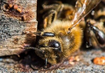 فیپرونیلِ مایع؛ آفت خاموش زنبورهای عسل در شالیزارهای گیلان - تسنیم