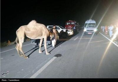 نخستین ردیاب هوشمند GPS شتر در هرمزگان نصب شد - تسنیم