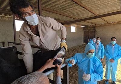 ورود تب برفکی به کشور با الگوی غیرمتعارف؛ بررسی سناریوی انتقال عمدی - تسنیم