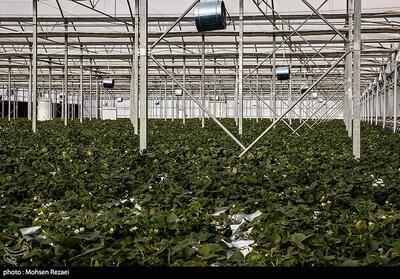 حل چالش‌های اساسی بخش کشاورزی با هوش مصنوعی - تسنیم