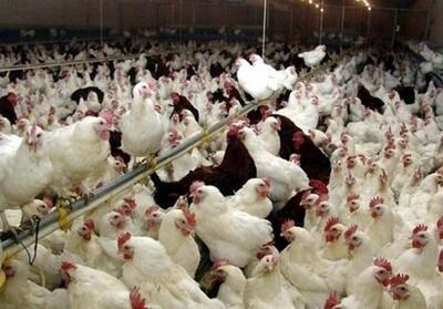 البرز زیر چتر مراقبت ملی آنفلوانزای فوق‌حاد پرندگان - تسنیم