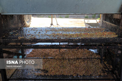 ساخت سورتر هوشمند برای جداسازی پسته‌های آلوده به آفلاتوکسین