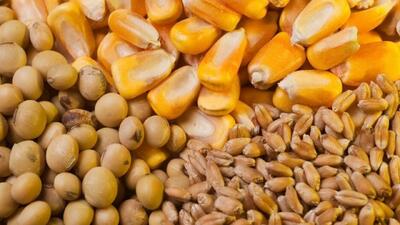 عرضه نهاده‌های دامی به نرخ توافقی در بازارگاه از امروز