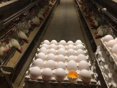 صادرات تخم‌مرغ دوباره آغاز شد