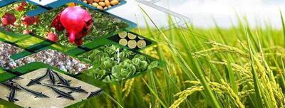 کاهش ۱۰ درصدی ضایعات بخش کشاورزی هدف گذاری شد