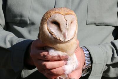  رها سازی یک بهله جغد انبار در طبیعت + فیلم