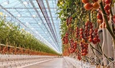  تولید سالانه بیش از ۱۹ هزار تن محصول گلخانه‌ای در خراسان جنوبی