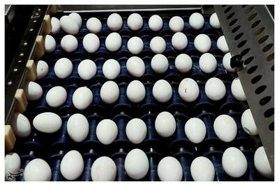  صادرات تخم مرغ از سرگرفته شد/ قیمت هر کیلو تخم‌ذمرغ چند؟