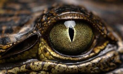  کشف ماری با چشمان عجیب در جنگل‌های گینه نو