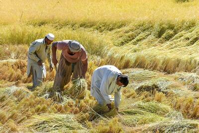 پرداخت یارانه ریالی کود به کشاورزان از سال آینده