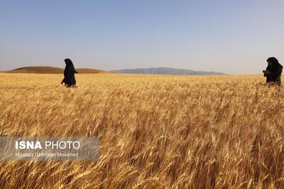  افزایش قابل توجه سطح زیرکشت محصولات زراعی در گلستان