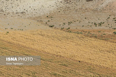  اجرای موفق طرح پایداری تولید در ۴۵۰ هزار هکتار از دیمزارهای زنجان