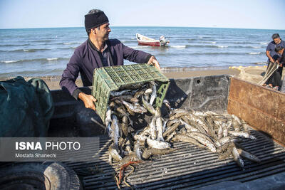  از جهش تولید میگو تا توسعه پرورش خاویار و ماهی در قفس در گلستان