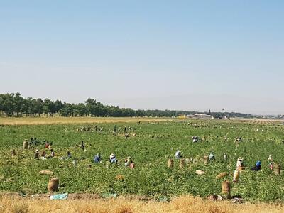  تأمین ۱۲ درصد محصولات کشاورزی کشور در فارس