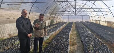  گام‌های جدی منابع طبیعی گرمسار برای مقابله با بیابان‌زایی و بحران آب
