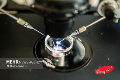  تأثیر مصرف دخانیات و الکل بر بارداری و موفقیت IVF - کلبه سرگرمی