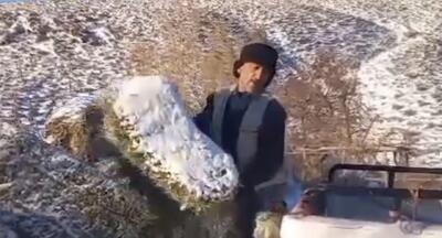  توزیع علوفه در پناهگاه حیات وحش خوش‌ییلاق برای نجات جانوران از خشکسالی